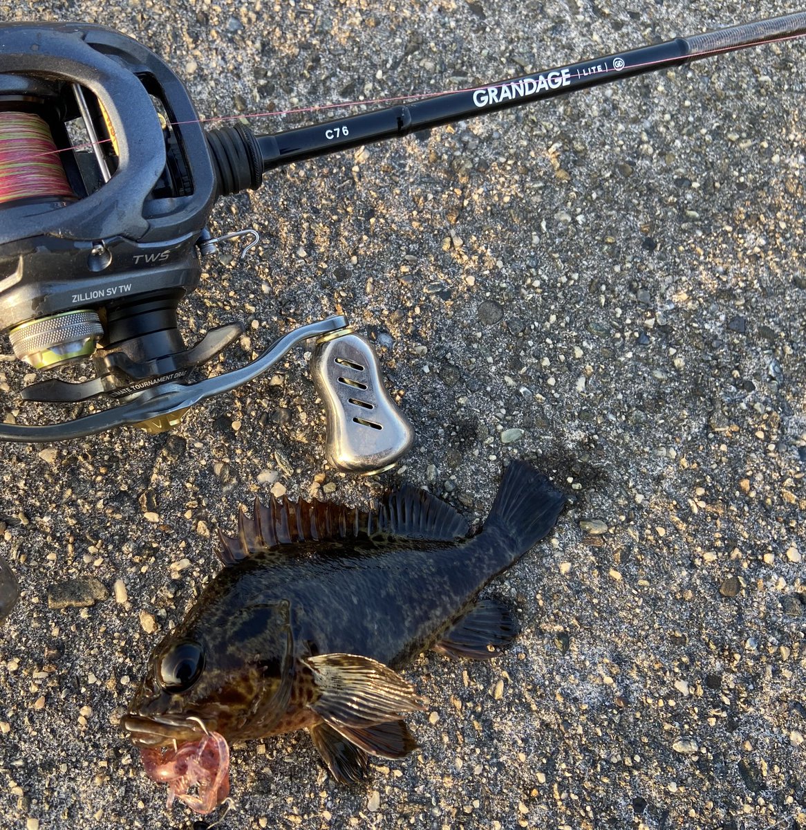 wocadaaa's tweet photo. どシャローのストラクチャー周りにアプローチする釣り🐟
#apia #grandagelite C76
#daiwa #zillionsvtw
#slpworks #rcs1012g1sv
#livre #feather110
#xbraid X4 0.8号
#monsterbravez
#baitbreath #rushcrow
#gamakatsu #theorize
#釣り #fishing #ルアー #ロックフィッシュ #ライトロック https://t.co/8BYlBClync