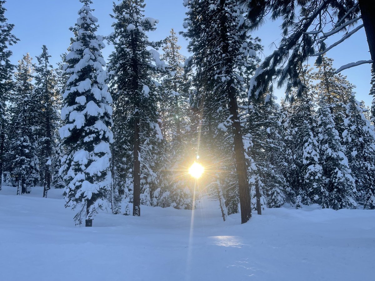 OffDutyRanger's tweet photo. Sunlight through the pines; 21° at 4pm. https://t.co/eSoTlCirWa