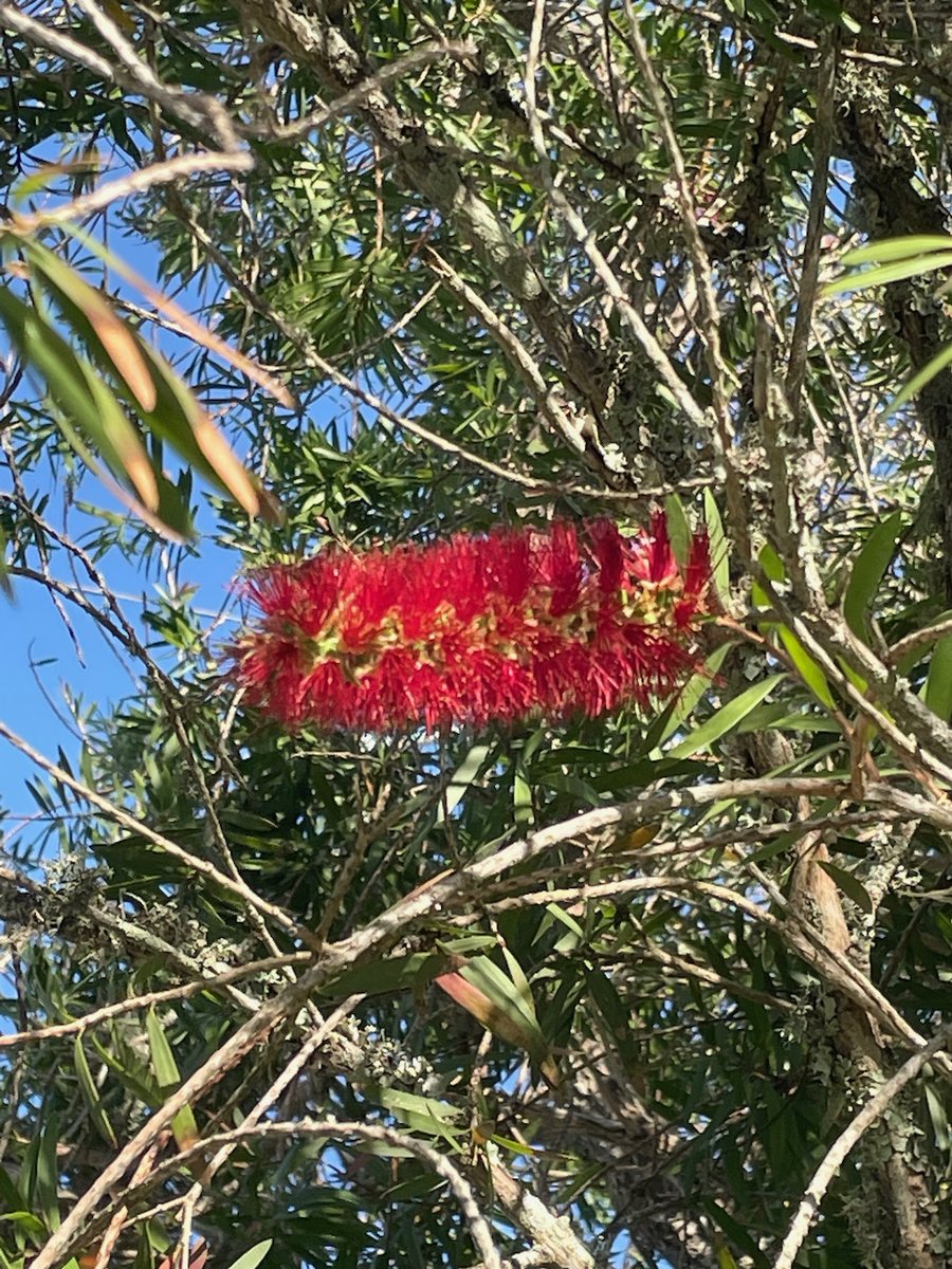 pamressler's tweet photo. Day 20 -- #HaikuChallenge23
unassuming tree
with blaze of scarlet bristles
greets all who notice
https://t.co/7rJCHOwlD2
#haiku #haiga #bottlebrushtree #poetry #nursrpoetry #mindfulness https://t.co/BmojUhg5TS