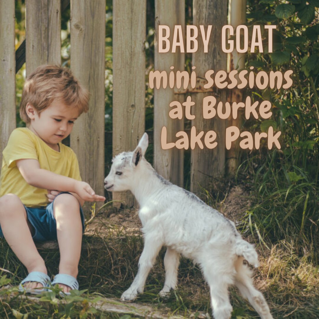 Baby goat mini sessions are open now 😍 Book your spot here! Choose between a 15 or 30 minute session for a quick baby goat fix!
Meetings are at Burke Lake Park, you choose the date and time 🌻 
mypetalpaca.com/goat-mini-sess…