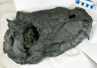#FossilFriday Holotype skull of the anteosaurid dinocephalian Pampaphoneus biccai from the middle Permian of southeastern Brazil