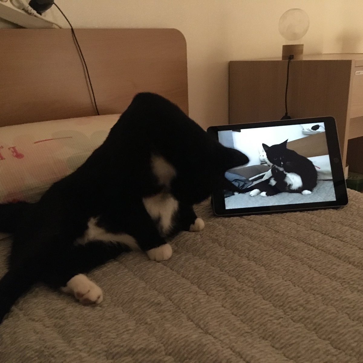 아기🐾린이 (@lin_agi) on Twitter photo 