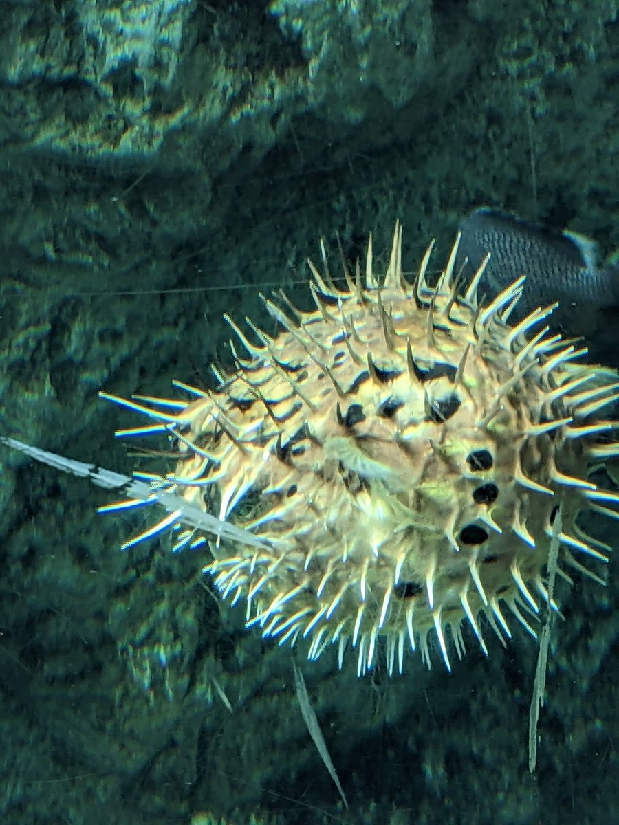 MsRiegert's tweet photo. Spent my birthday with #captainhook @AquariumPacific apparently he rarely does this! Thank you all for a wonderful day. https://t.co/ygvCQQHUqt