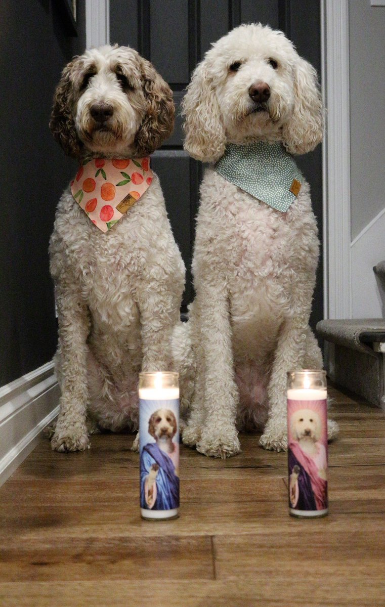 Tonight, we lit our @Illuminidolcandles + prayed for whole treats... #NoMoreHalfTreats #DogsOnTwitter #DogsofTwittter