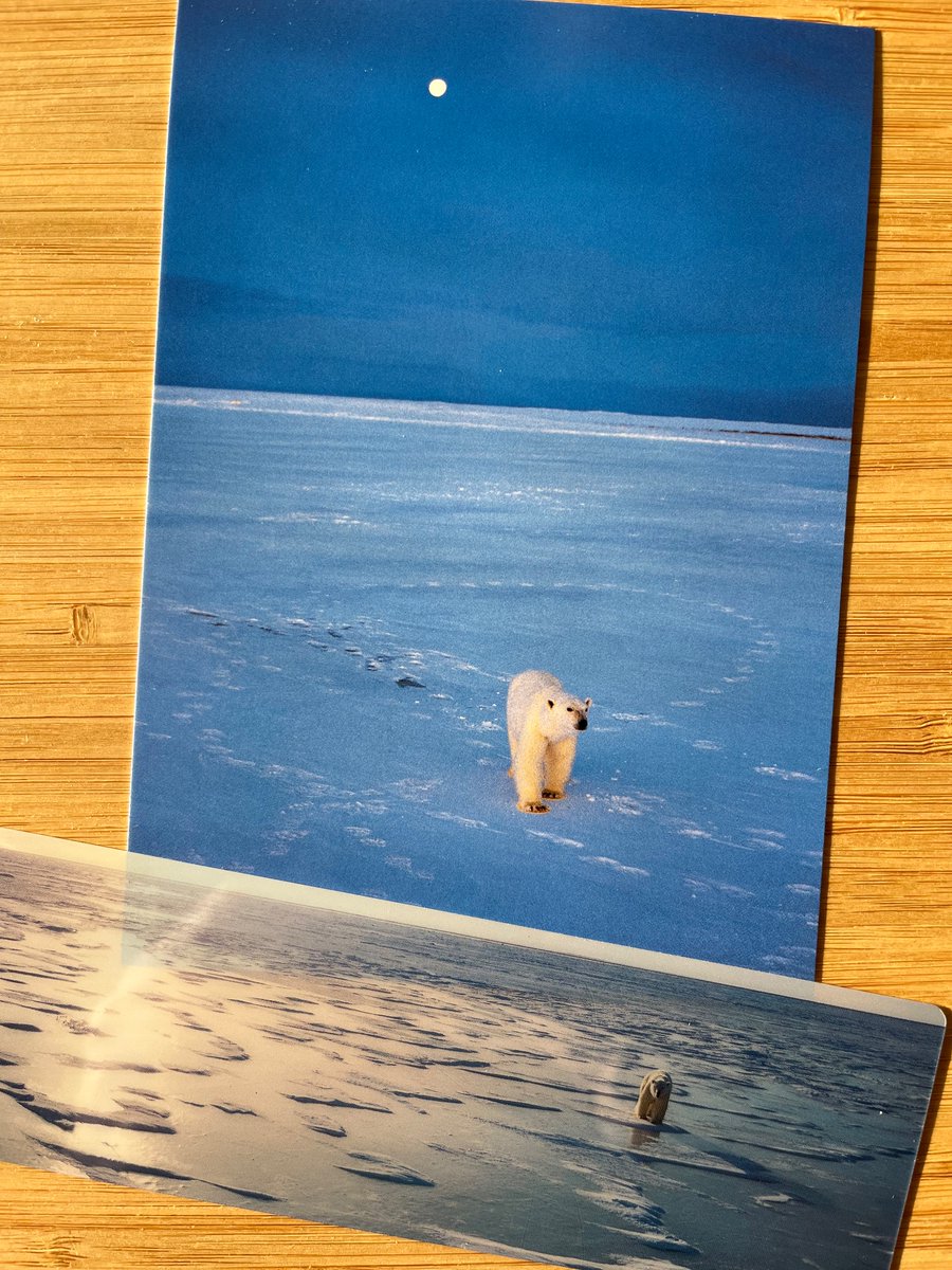 ikkeshow's tweet photo. 時々、遠くを見ること。

定期的にこの言葉を思い出すために写真展を訪れ、忘れないようにまた本としおりを買う。
きっとまたしおりを失くして、またどこかで出会えると思う。
#星野道夫 
#東京都写真美術館 https://t.co/0B949lz795
