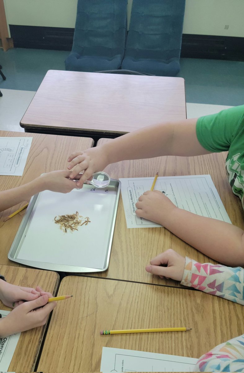 Kelleher3rd's tweet photo. #3rdgrade science - studying mealworms! Kids are loving every moment. Thank you @SuperTeacherWks for your fantastic mealworm resources! #miltonpride https://t.co/kl1EXr04ML