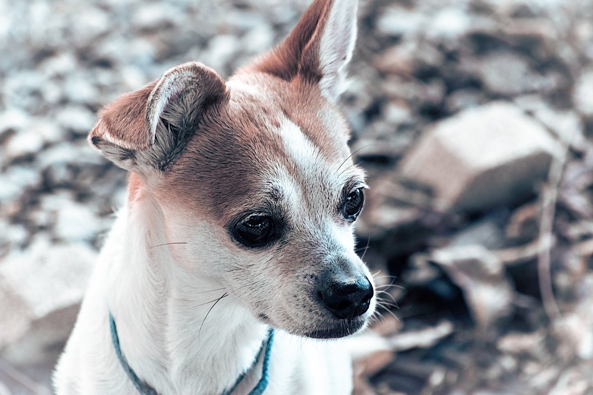 This is Wilbur. He is a good boy. #DogsofTwittter