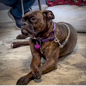 ElayneBoosler's tweet image. If any1 in Florida loves #boxer s #boxerdoglover like we do, Daisy is a beautiful 3 yr old girl well trained &amp;amp; move-in ready. She currently needs to be an only dog but Fla Boxer Rescue will pay for obedience training for you both. Dogs like this learn fast &amp;amp; she will be amazing.