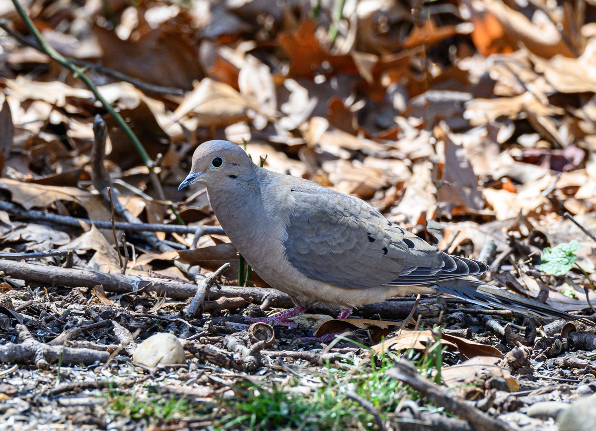 NoFoLight's tweet photo. All birds are unknown,/even if they have been seen. -VChang #birds #birdphotography #backyardbirds #nature https://t.co/MkX1vmOdsJ