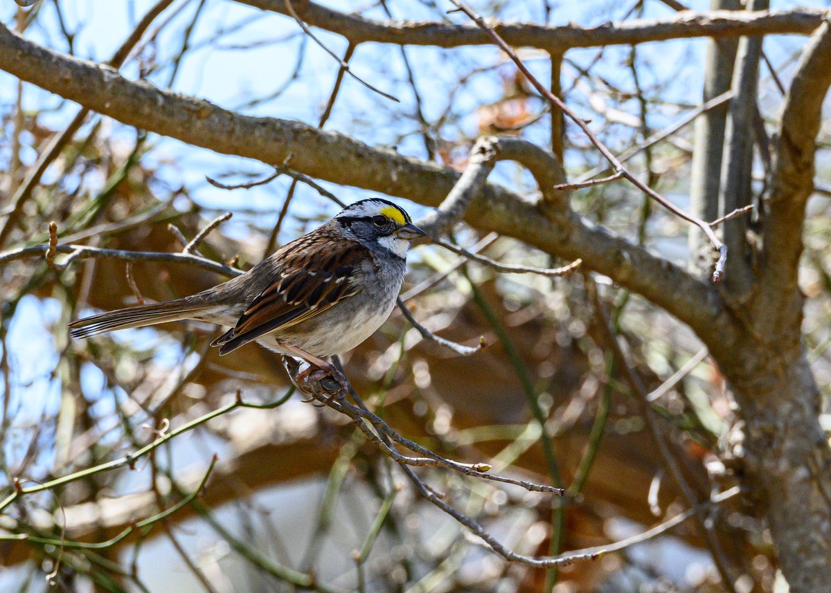 NoFoLight's tweet photo. All birds are unknown,/even if they have been seen. -VChang #birds #birdphotography #backyardbirds #nature https://t.co/MkX1vmOdsJ