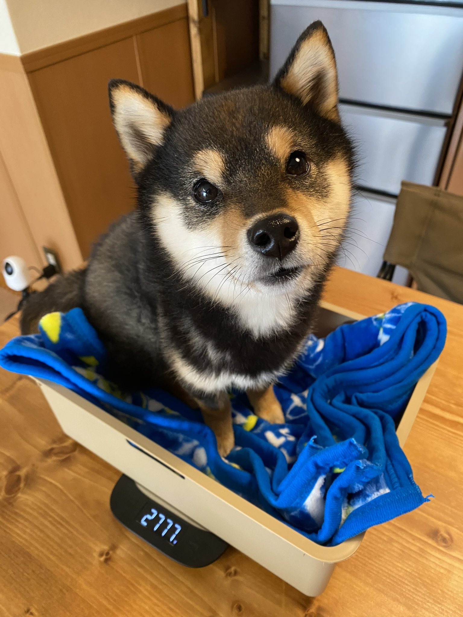 クリアランス人気 ♫豆柴だいふく♫さん専用 inspektorat.madiunkota.go.id