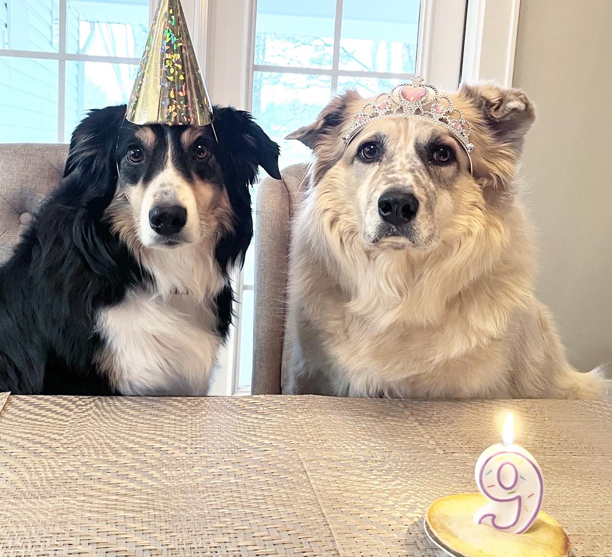 pattijohnson's tweet photo. Gabbi is 9 yrs old. They grow up so fast!! https://t.co/RfZSqDFqi4