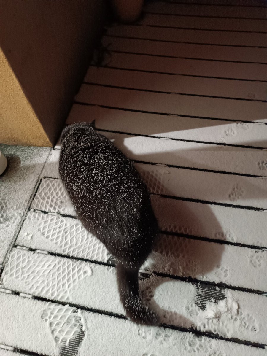 _Adramelec's tweet photo. Que más da que este nevando, yo salgo. https://t.co/rWcBi8TtMv