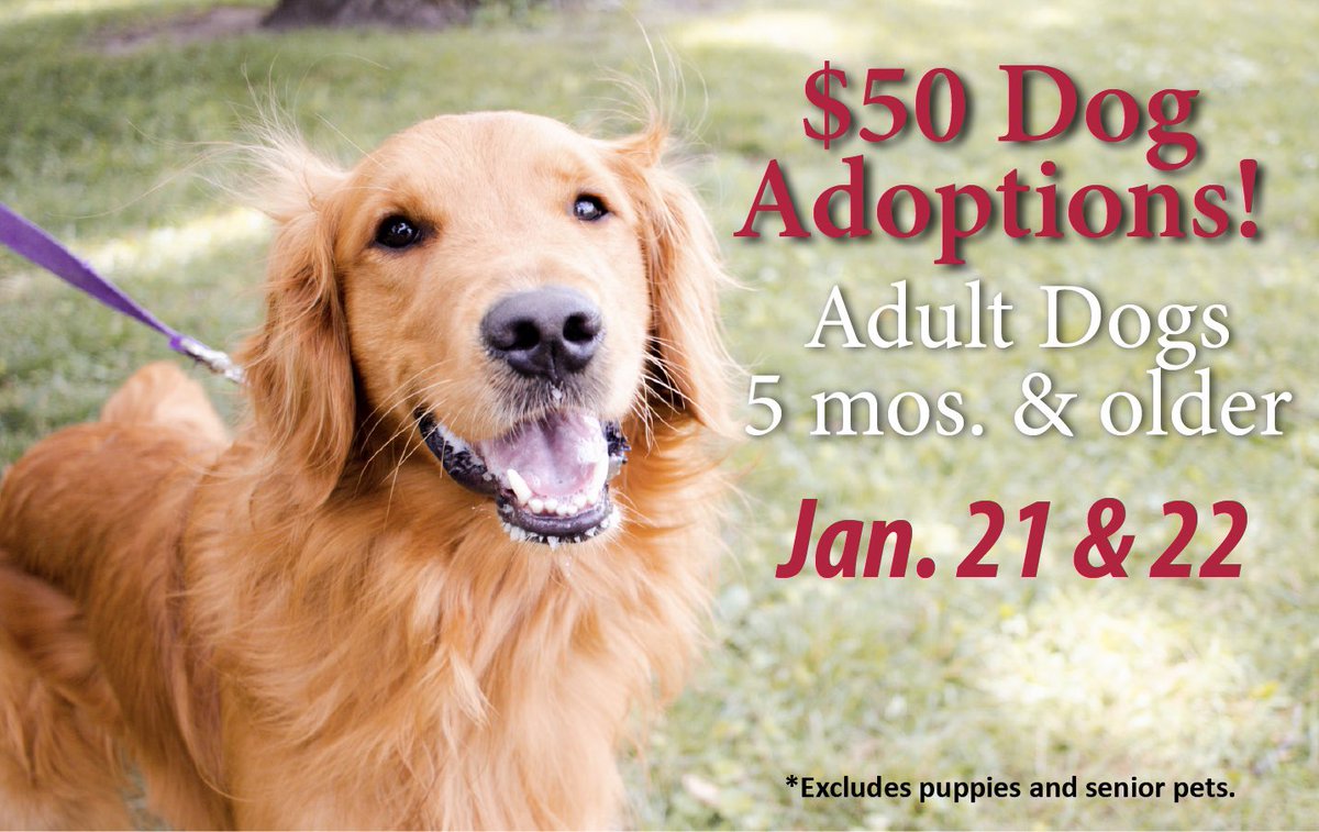 WaysideWaifs's tweet photo. Barking News! Starting tomorrow $50
Dog Adoptions for dogs 5 months and older. We open at 10am tomorrow! See more photos, videos, and read about all of our adoptable shelter pets at https://t.co/IXtqqudleK https://t.co/1R2DmLU5uV