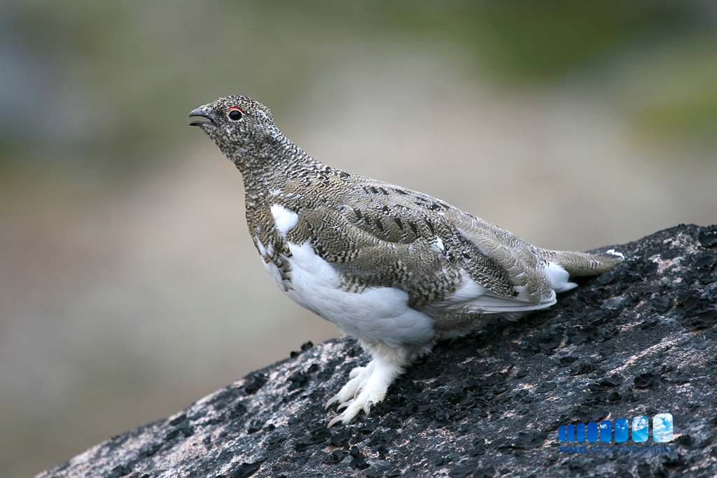 Ptarmigan in southern Greenland
•
•
•
•
•
#nordic #arctic #scandinavian #svalbard #scandi #nordicinspiration #norse #viking #scandinavia #nordicliving #nordnorge #scandinavianinterior #nordicdesign #travelling #scandinaviandesign #interiør #northernnorway #odin