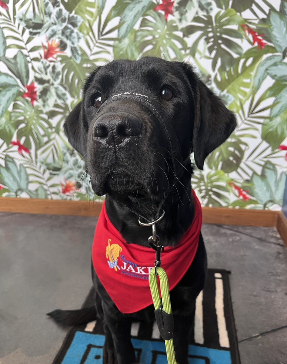 Was out and about today. I love my work with <a href="/bethlin66/">Beth Lin Hartmann ☮️</a> <a href="/puppyjakefdn/">Puppy Jake Foundation</a>   #servicedogintraining