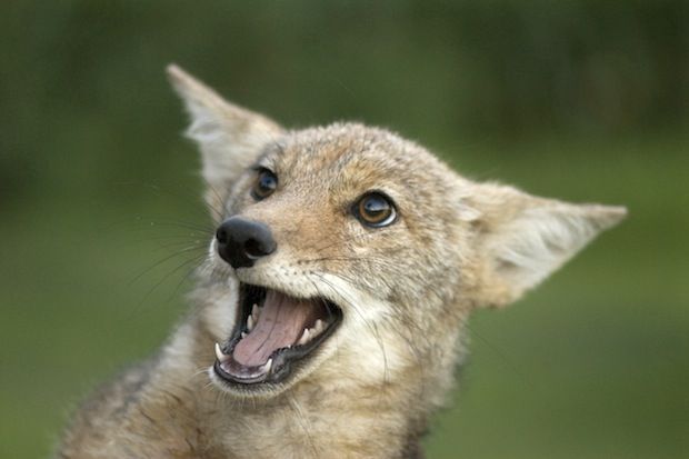 HourlyYote's tweet photo. [🔗](https://t.co/LsJ5p3yEy7) https://t.co/FDmDUEsPW0
