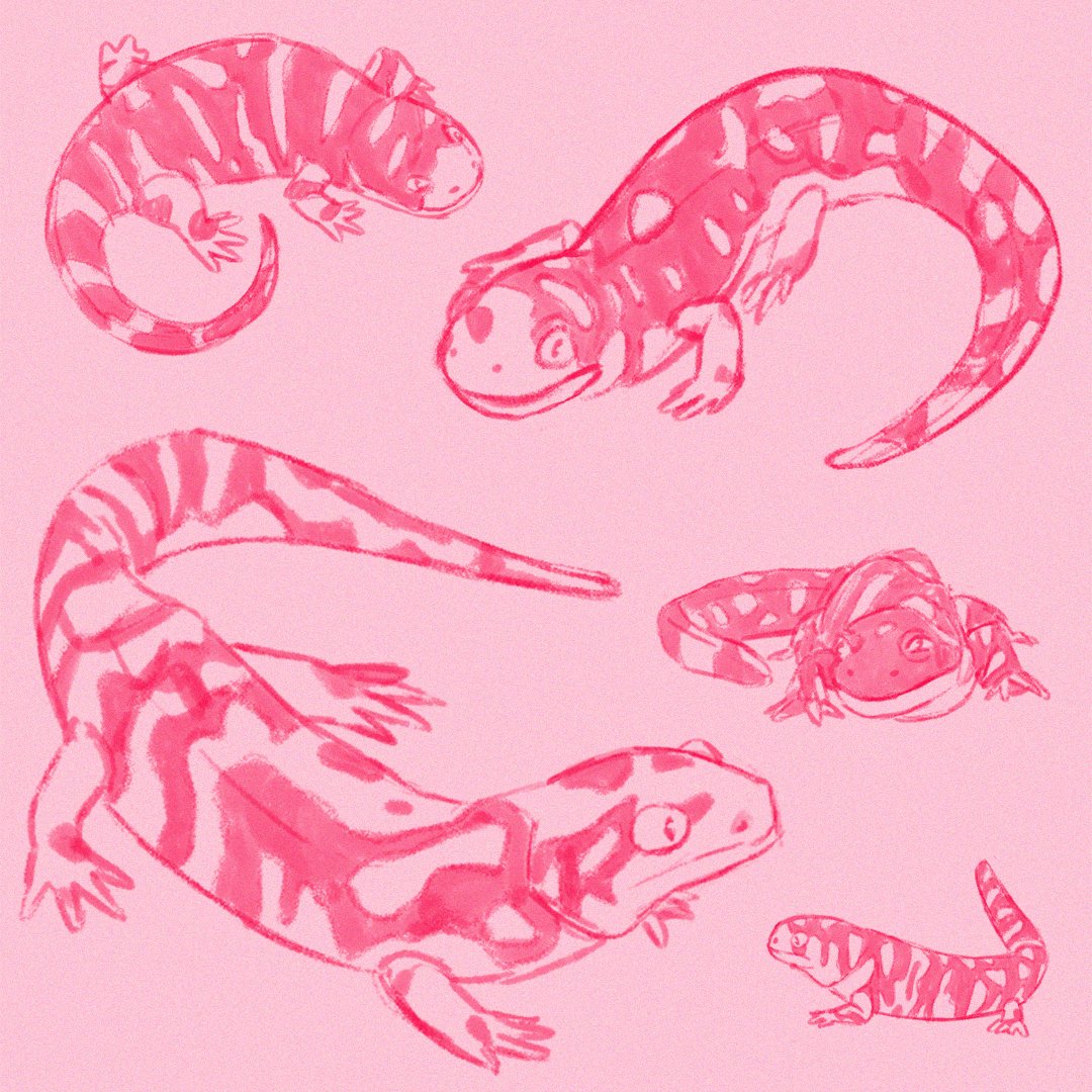 Veganuary Day 20-Salamander

#art #ArtistOnTwitter #artists #pink #snowleopard #animal #Veganuary #Veganuary2023 #veganartist #draw #drawing #drawings #drawingart #drawingoftheday #salamander