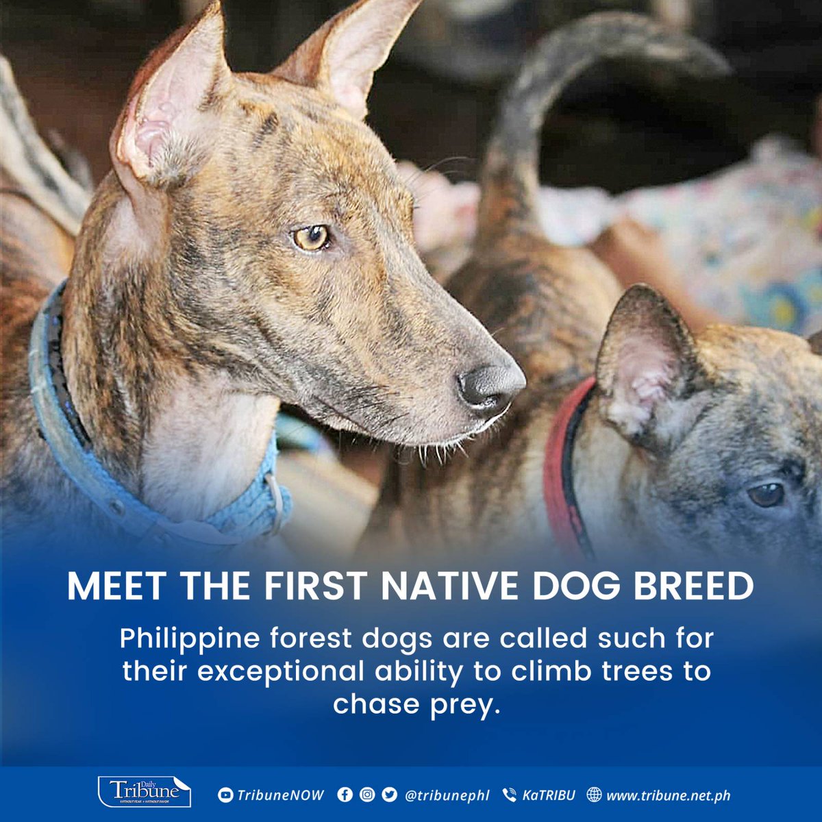 tribunephl's tweet photo. The Philippines will soon have its national breed.
Read more: https://t.co/XCl84oxF4G
#forestdog
#nativedogbreed
#asonggubat
#DailyTribune https://t.co/SzreydFIKf