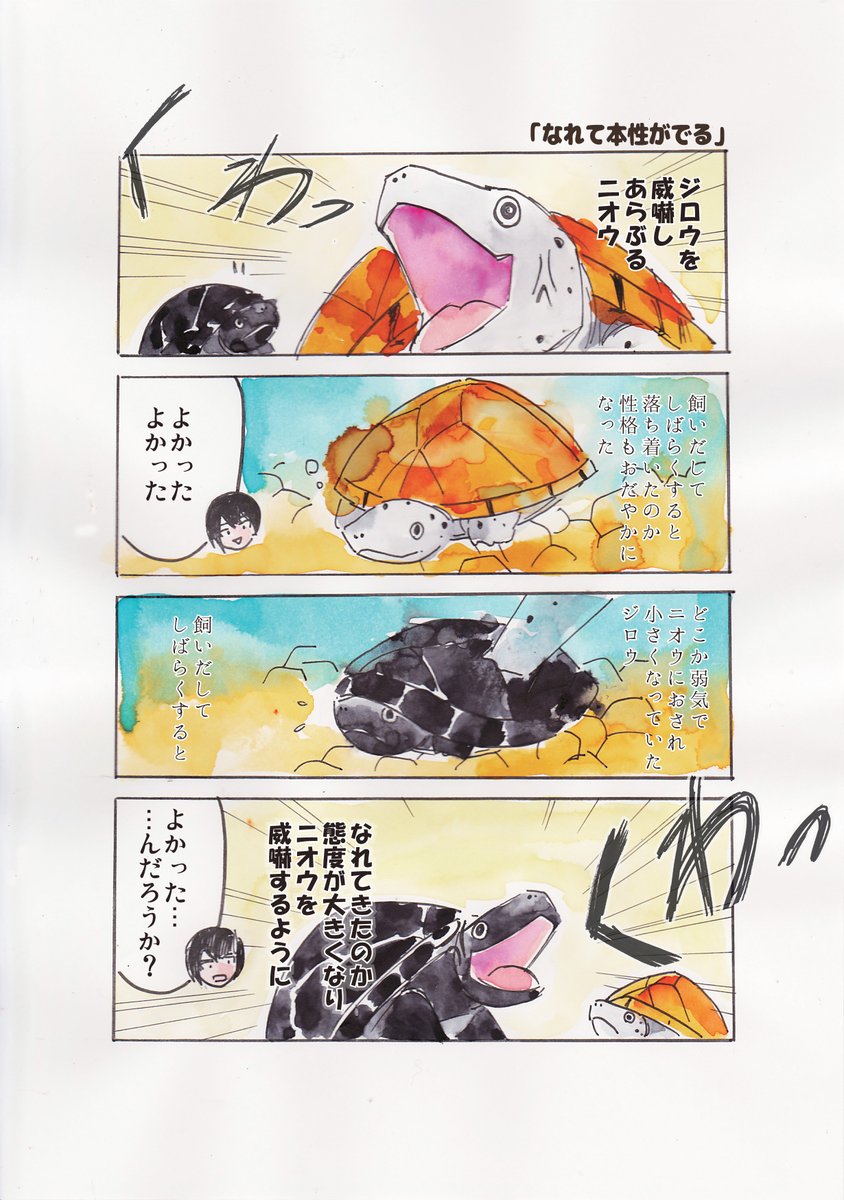 カメもマウントとりあったりするしケンカもする🐢🐢
※ケガをしたりして危ないので最近は水槽をわけています
#観世あみ作品投稿祭り毎朝7時30分 