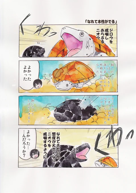 カメもマウントとりあったりするしケンカもする🐢🐢
※ケガをしたりして危ないので最近は水槽をわけています
#観世あみ作品投稿祭り毎朝7時30分 