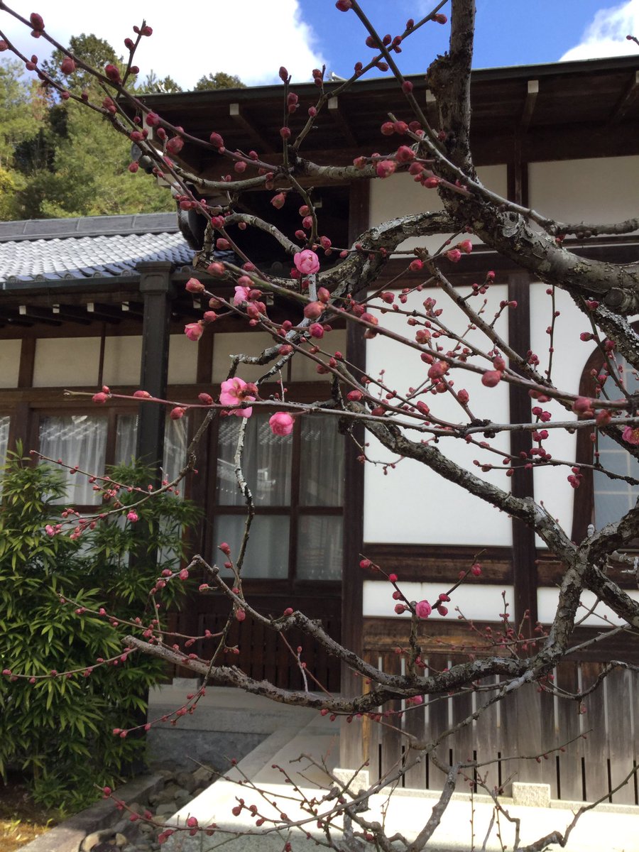 sesshutei's tweet photo. 常栄寺雪舟庭です
庭にある梅の花が咲いていました🌸

現在雪舟庭では、保存整備事業として、池の護岸修復工事を行なっております🚧
ご迷惑をおかけしますが、ご理解のほどよろしくお願いいたします🙇‍♀️ https://t.co/lDlAL1aMBT