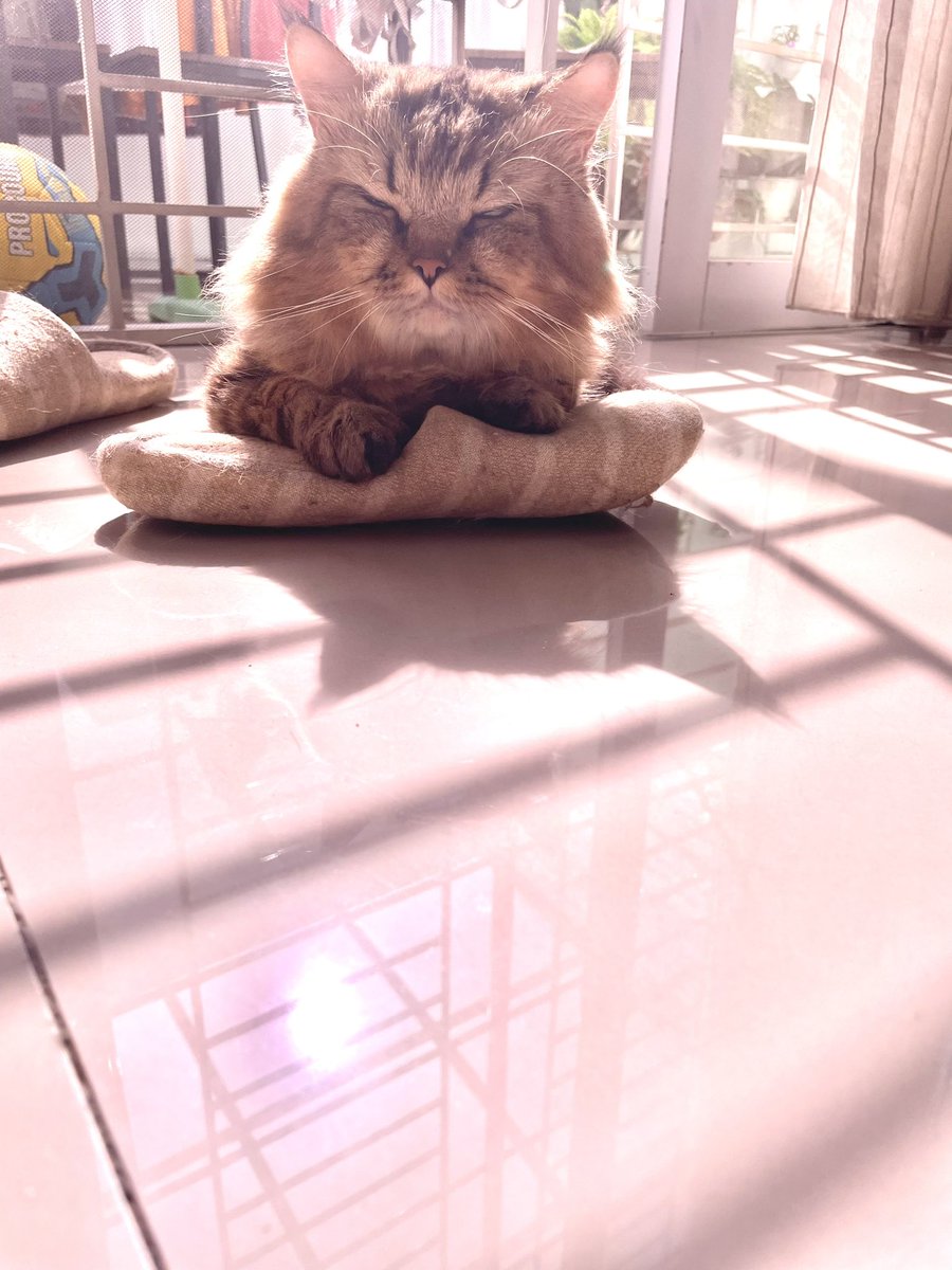 “Berjemur”
Selagi cerah, sinar matahari sehat di pagi hari, Tabby berjemur sampai merem-merem. Dapat vitamin, kutu minggat, tulang sehat 😸😸