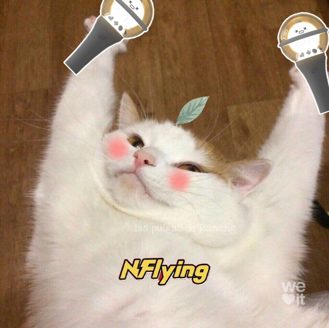 paranoidxstar's tweet image. Vamos vamos que se puede

#NflyingInLatam
#NflyingInChile
@studio_pav @acaninshi @Nflyingofficial @kpentertainment @fnc_ent