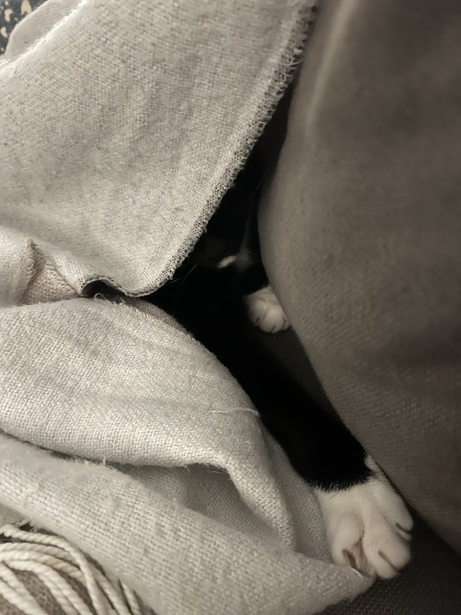 The Texas team has been training hard on their new apparatus, looking forward to a challenge 2023 #tourdecouch. Here’s Olaf and Martini, giving us a sneak peak of what they have in store. <a href="/CatFoodBreath/">Cat Food Breath</a> <a href="/Tusbear/">Tusbear</a>