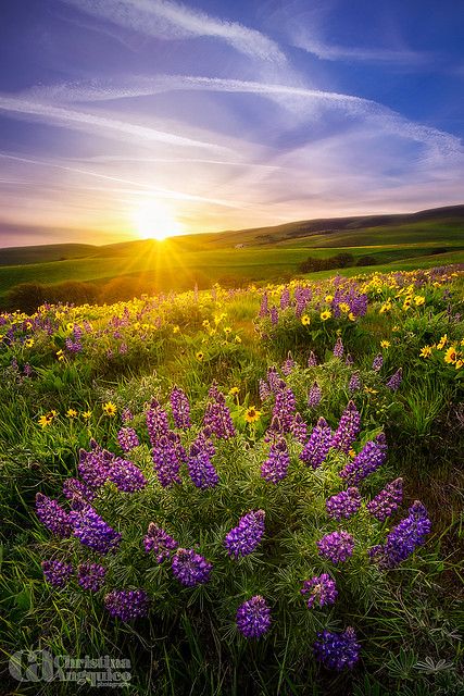 RajshriDhananj1's tweet photo. Good Morning Twitterverse ..💜🌞💜 https://t.co/Ri90v41Qx3