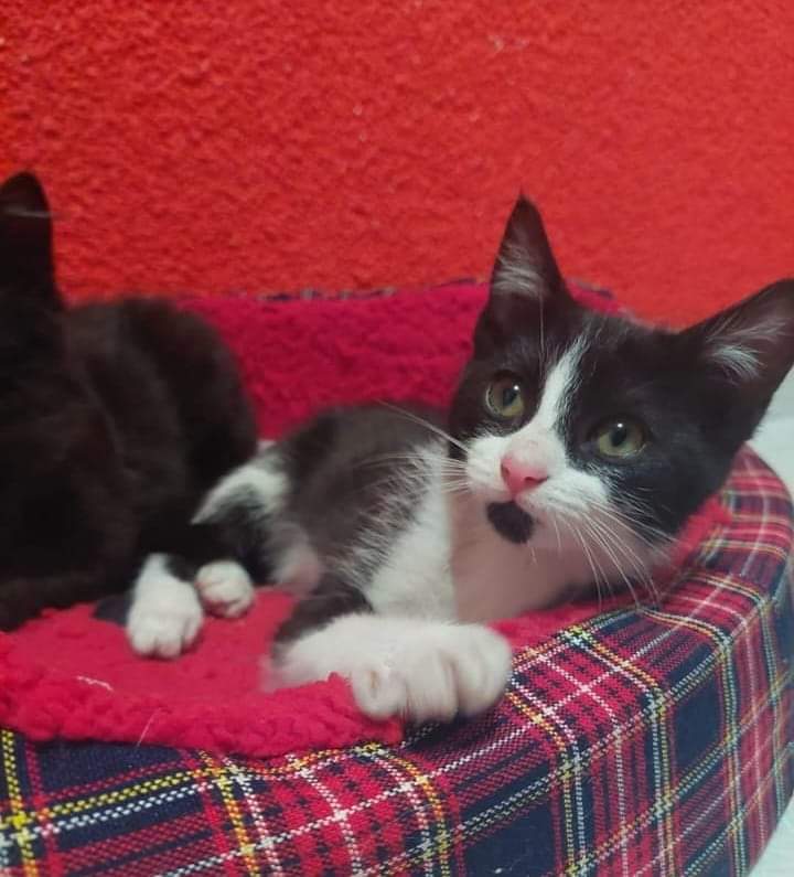 ADOPTA A JUSTIN. ENERGÍA MUY ALTA. INFO Y REQUISITOS 5564142766 CDMX <a href="/diana_dfc/">D I A N A 🐕 🐾 ❤️</a> <a href="/guerashome/">Imatis Burton</a> <a href="/JosLuis47356593/">José Luis Martinez Reyes</a> <a href="/EugenioDerbez/">Eugenio Derbez</a> <a href="/Apoyo_Croqueton/">Apoyo Croquetón</a> <a href="/GatitosCdmx/">GatitosCdmxAyuda</a> <a href="/LordGatus/">Lord Gatus</a> <a href="/adopcionmascota/">Adopción de Mascotas</a> <a href="/adopta1gato/">Gatitos en adopción</a> <a href="/APAMDif/">APAM Difusiones Mex</a> <a href="/MascotasSismo/">Mascotas Sismo</a>