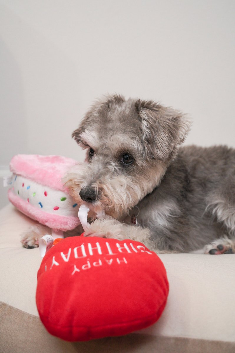 スノー🤍ミニチュアシュナウザー (@snow_schnauz) / Posts / X