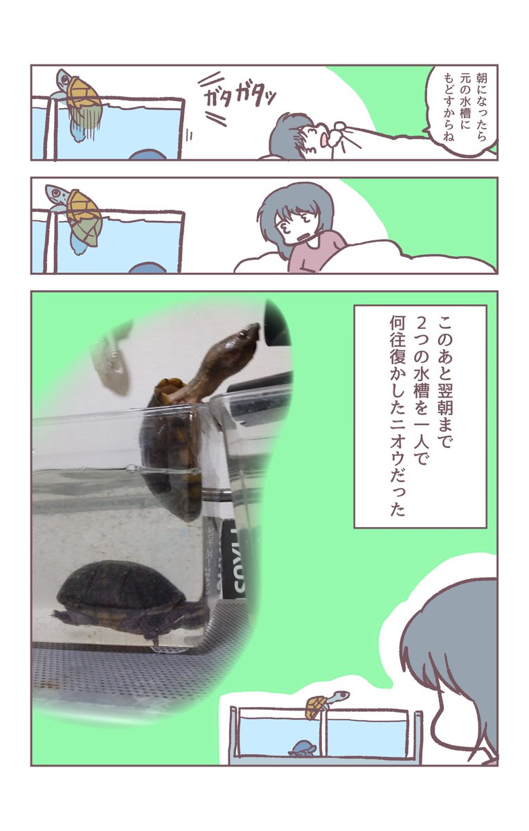 隣り合わせの水槽🐢🐢
#観世あみ作品投稿祭り毎朝7時30分 