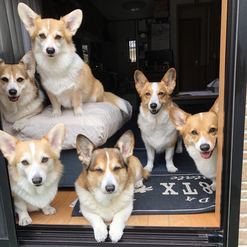 tu_qwl's tweet photo. 🐶おはワンれしゅ✨💞💕🎵 https://t.co/BidRjcpsy9