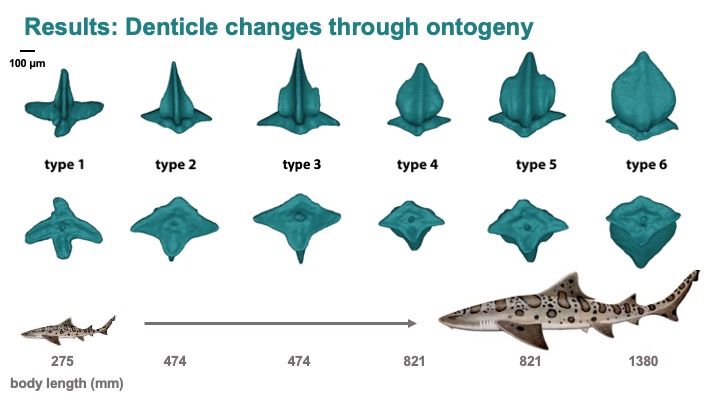 MarBioMoll's tweet photo. My SICB+ talk is uploaded! Check it out if you want to learn about the amazing ontogenetic changes in denticle morphology in leopard sharks! @georgelauder @tteavery2 @SICB_DCB_DVM @SICB_ https://t.co/KGfdqGomHh
