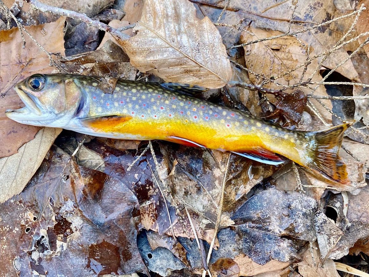 J56924921's tweet photo. Getting after more mountain trout tomorrow 💯 #paflyfishing #flyfishing #nativetrout #brooktrout #flyfishpa 🕶️ https://t.co/MmK9c4IAmG