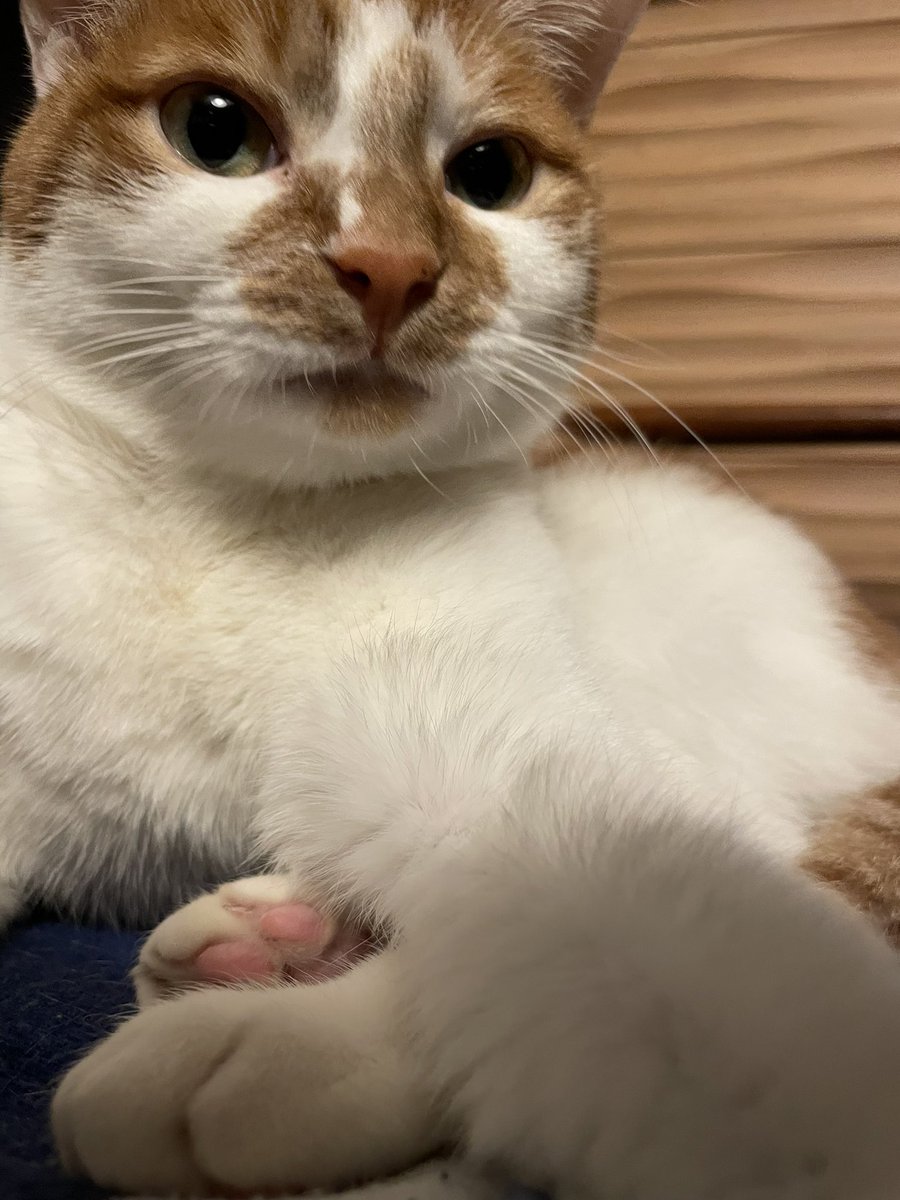 Hi! it's cold again today.meow!
ฅ^•ﻌ•^ฅ♡ 
#cat #tsukushi #japan #meow