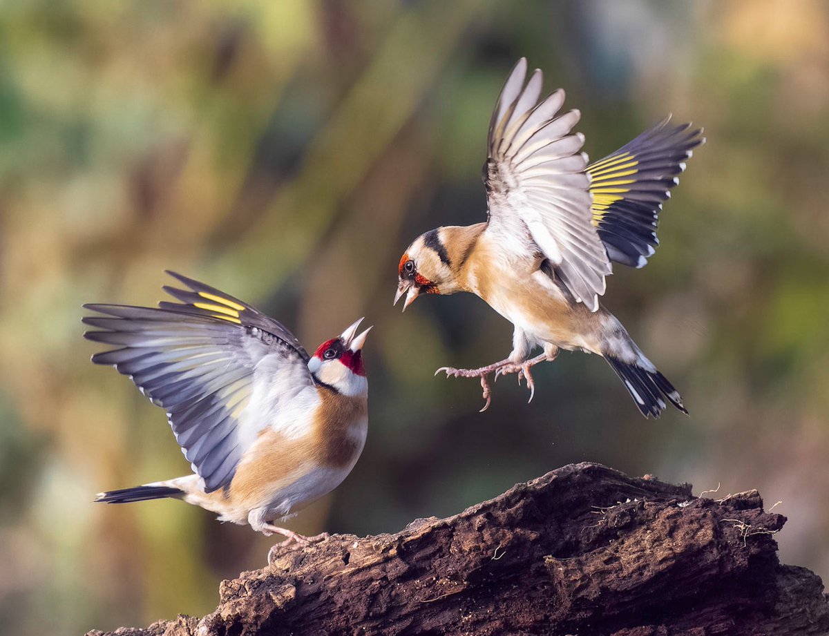 So excited to get fighting goldfinches. I have a feature in this weeks @AP_Magazine about garden birds. OM1 and 150-400 The way they display is magnificent! @Natures_Voice #WexMondays @OMSYSTEMcameras @WildlifeMag #BBCWildlifePOTD @BBCSpringwatch @graffeg_books @CUPOTYawards