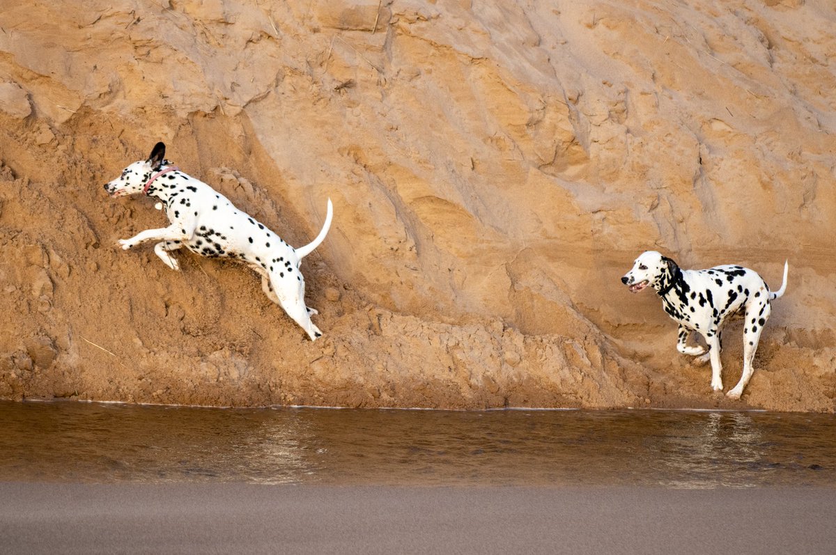 Good morning chums..🐶.. I've not been on here for a while, but had to share my 1st Birthday reunion with my Mum, Lilly. First time together since I was 8 weeks young..💕.. We had a blast..🐕🐕.. #DogsOnTwitter #DogsofTwittter #dogsarefamily #dalmatian ❤