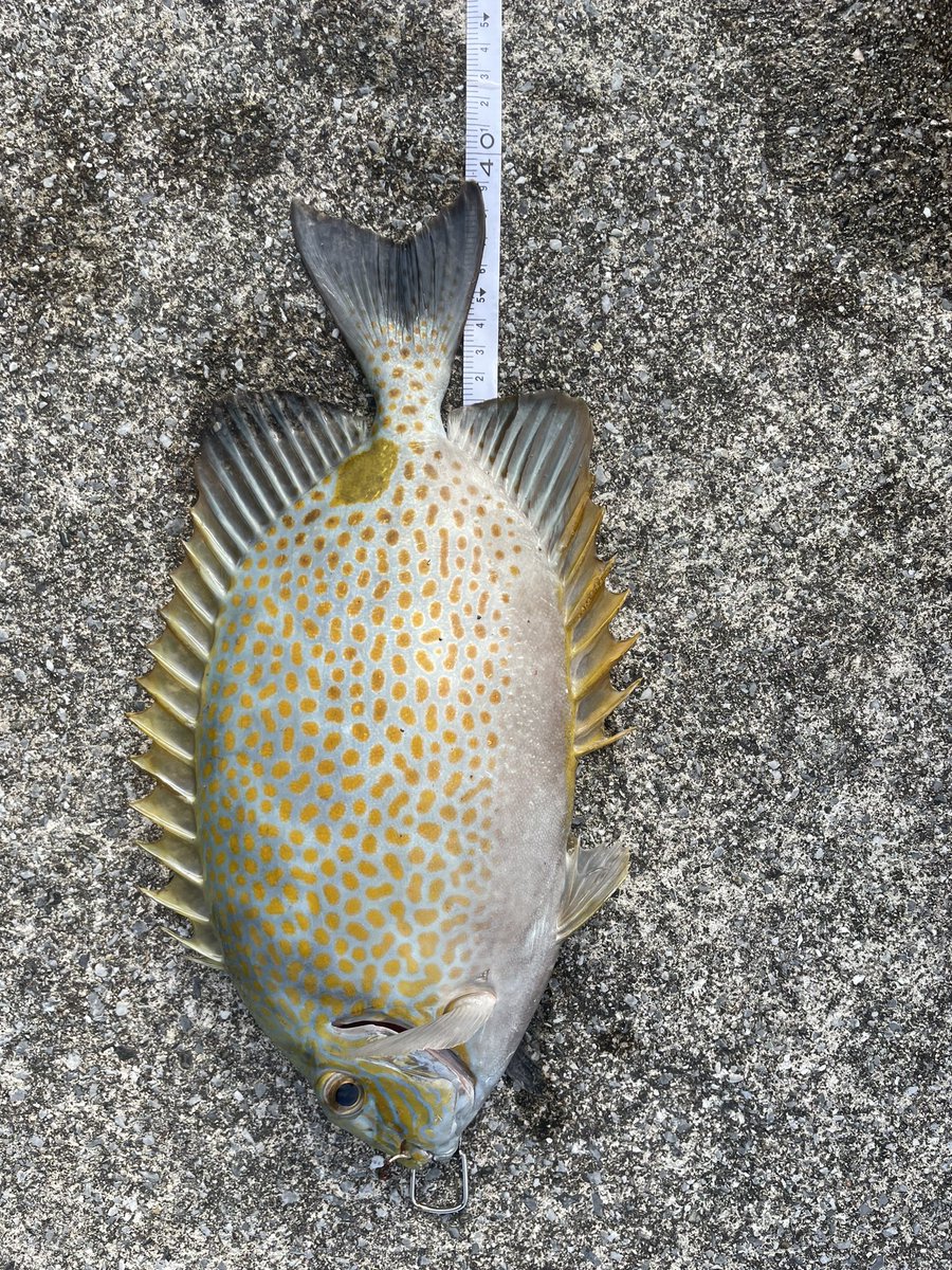 takuma6928's tweet photo. 一生釣れないと思ってたカーエー先輩がまさかの年明けから2回目の釣りで釣れてしまった😂😂嬉しくて叫びました。笑

#山田師は大撃沈
#山田師鬼のbad https://t.co/wssAs1BKhM