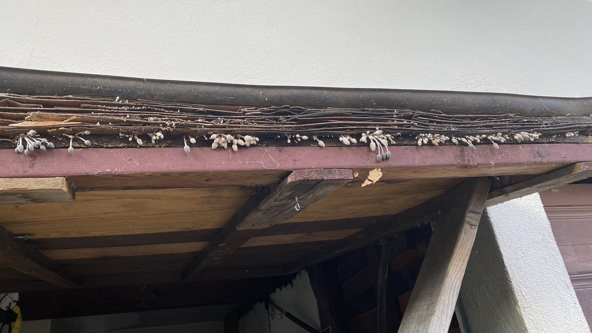 「My shitty garage door currently a better」|Kelly Turnbullのイラスト