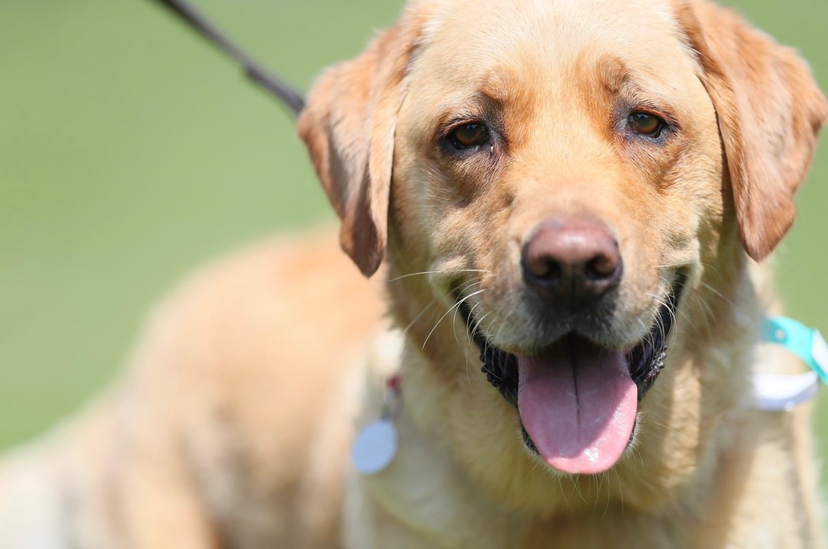 LabRescueSEandC's tweet photo. If you or someone you know is in the unfortunate position of being unable to keep their dog, you need to make sure it is #rehomed professionally, and that its long term future is assured. We can help #loveyourlabrador 🐾 

Pls Retweet to help #doglovers https://t.co/E3sMQ9VGhI