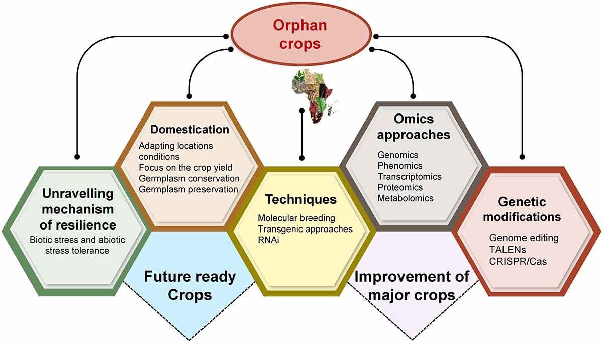 Ali Raza (@ale_raza6) on Twitter photo Excited to share our new article "Integrating #genomics and #genomeEditing for #orphan crop improvement: a bridge between orphan #crops and modern #agriculture system" is out via <a href="/GMCrops/">GM Crops & Food</a> <a href="/tandfonline/">Taylor & Francis Research Insights</a> <a href="/tandfenviro/">T&F Environment</a>🥳
🖇tandfonline.com/doi/full/10.10…
<a href="/SIIL_KSU/">Sustainable Intensification Innovation Lab</a> <a href="/AgBioWorld/">Science, Not Ideology</a> <a href="/tandfbiosci/">T&F Bioscience</a> Excited to share our new article "Integrating #genomics and #genomeEditing for #orphan crop improvement: a bridge between orphan #crops and modern #agriculture system" is out via <a href="/GMCrops/">GM Crops & Food</a> <a href="/tandfonline/">Taylor & Francis Research Insights</a> <a href="/tandfenviro/">T&F Environment</a>🥳
🖇tandfonline.com/doi/full/10.10…
<a href="/SIIL_KSU/">Sustainable Intensification Innovation Lab</a> <a href="/AgBioWorld/">Science, Not Ideology</a> <a href="/tandfbiosci/">T&F Bioscience</a>