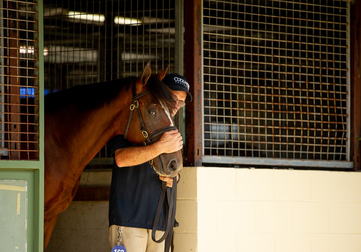 CoolmoreAus's tweet photo. 65 individual Group One winners have been #RaisedAndGrazed at Coolmore Australia since 1996 and the farm had 5 Group One-winning graduates in 2022 - #Fangirl, #SnapDancer, #Jacquinot, and #MadamePommery.
#Coolmore #MMGC23 https://t.co/fRwGyG5hMW