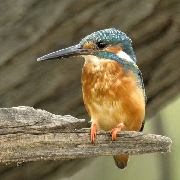 Birds of Delhi #CommonKingfisher #Nature #IndiAves #TwitterNatureCommunity  #Birds #Wildlife