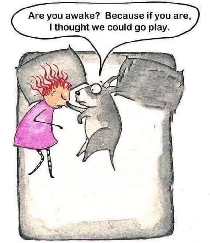 JustGoldens's tweet photo. This is Samantha to a tee! #puppieswanttoplay #tryingtosleep https://t.co/4hOkJlZR0r