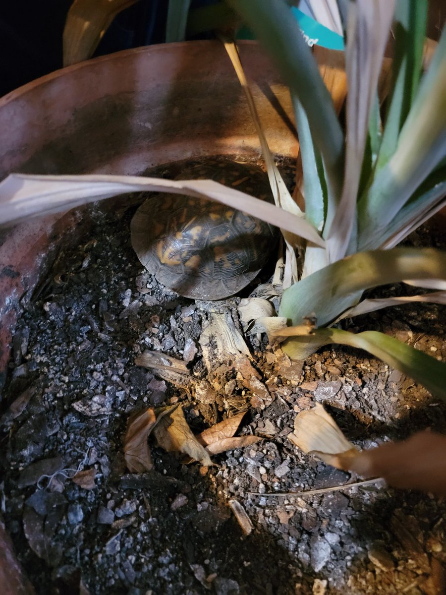 BeebsJoy's tweet image. #MrTurtlesAdventures