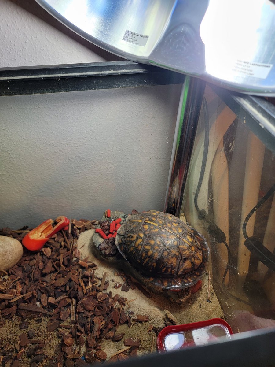 BeebsJoy's tweet image. #MrTurtlesAdventures