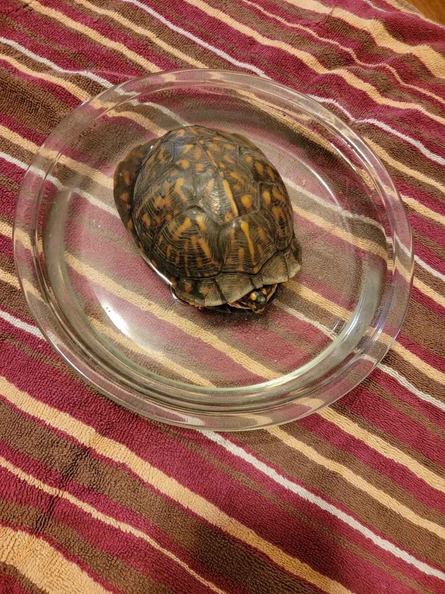 BeebsJoy's tweet image. #MrTurtlesAdventures