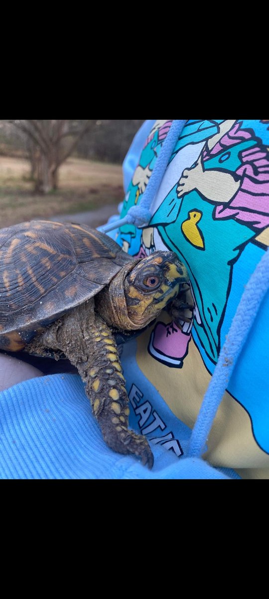 BeebsJoy's tweet image. #MrTurtlesAdventures